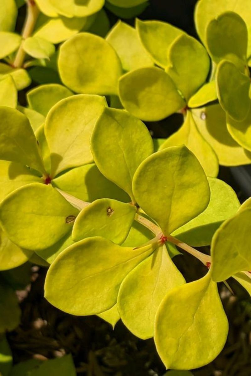 Barberry, Lemon Cutie