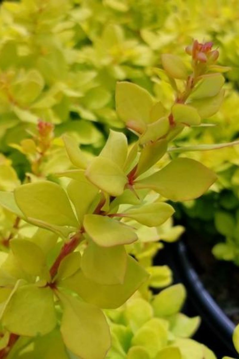 Barberry, Lemon Glow