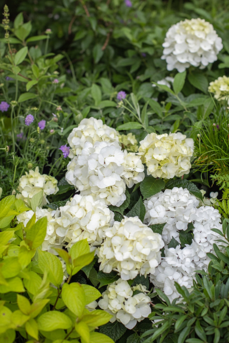 Hydrangea Macrophylla Dream Cloud