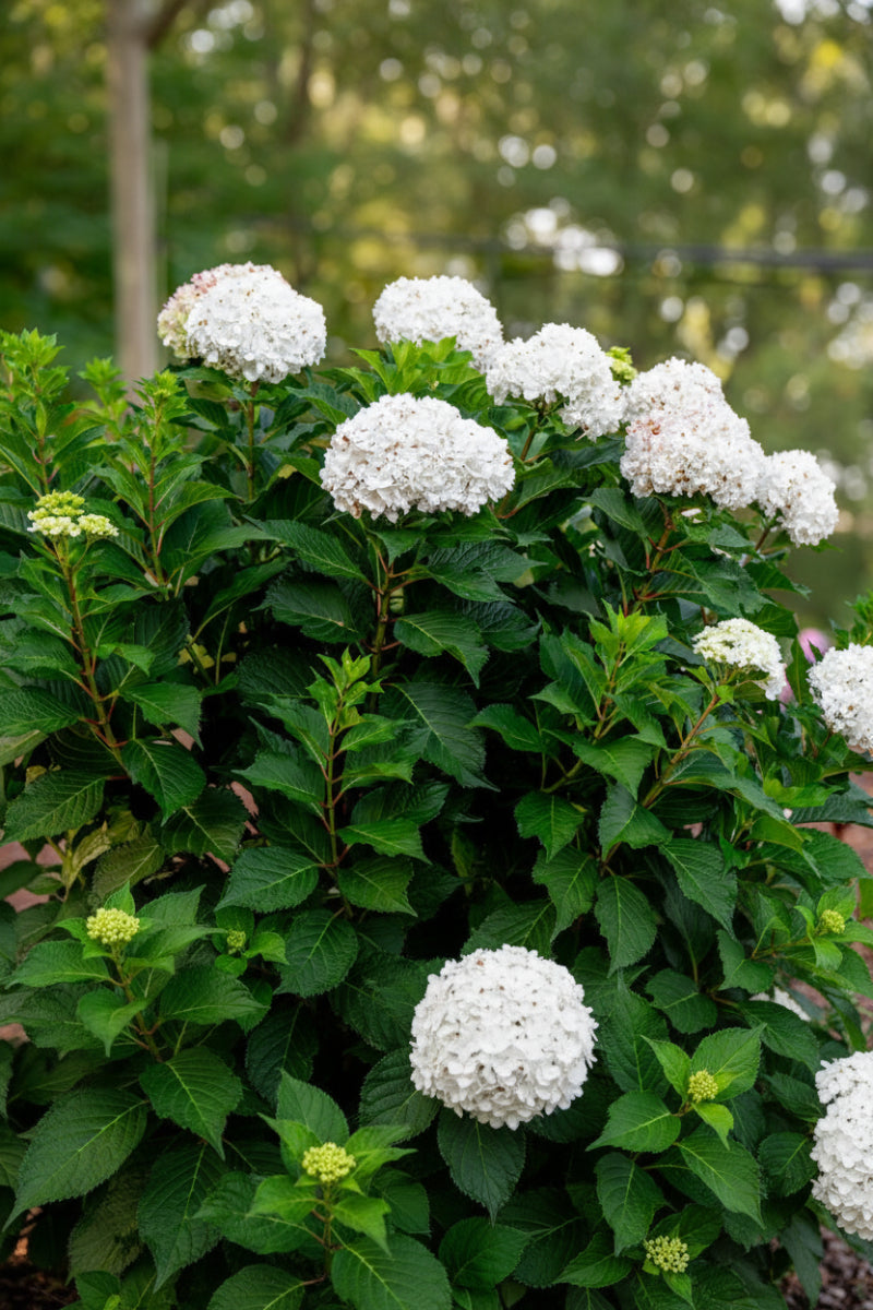 Hydrangea Macrophylla Dream Cloud