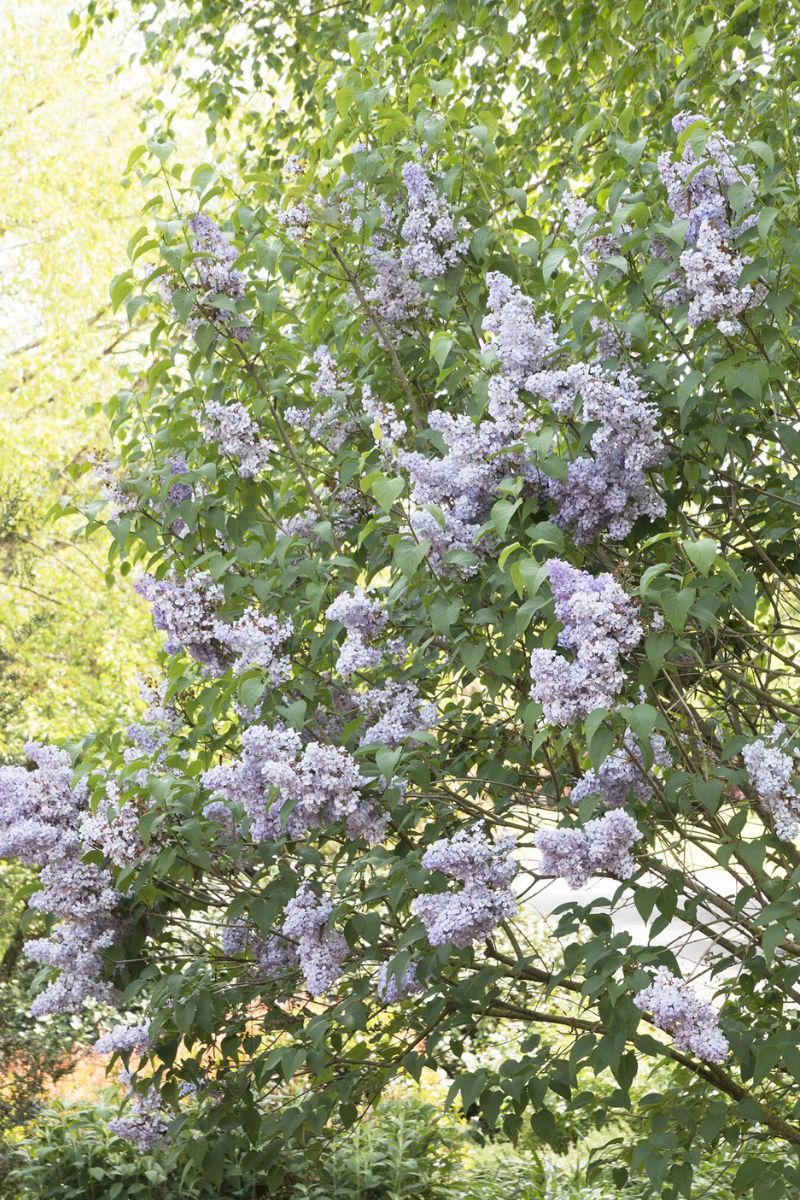 Lilac, Blue Skies