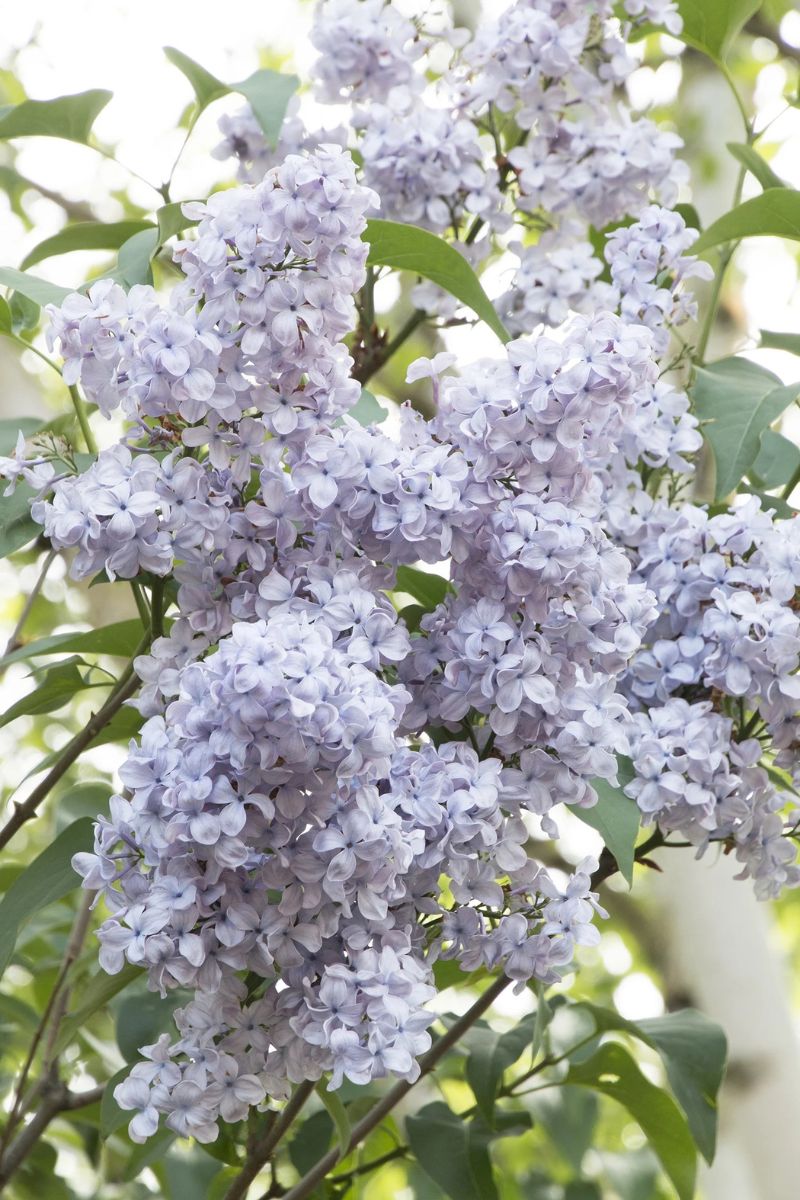 Lilac, Blue Skies