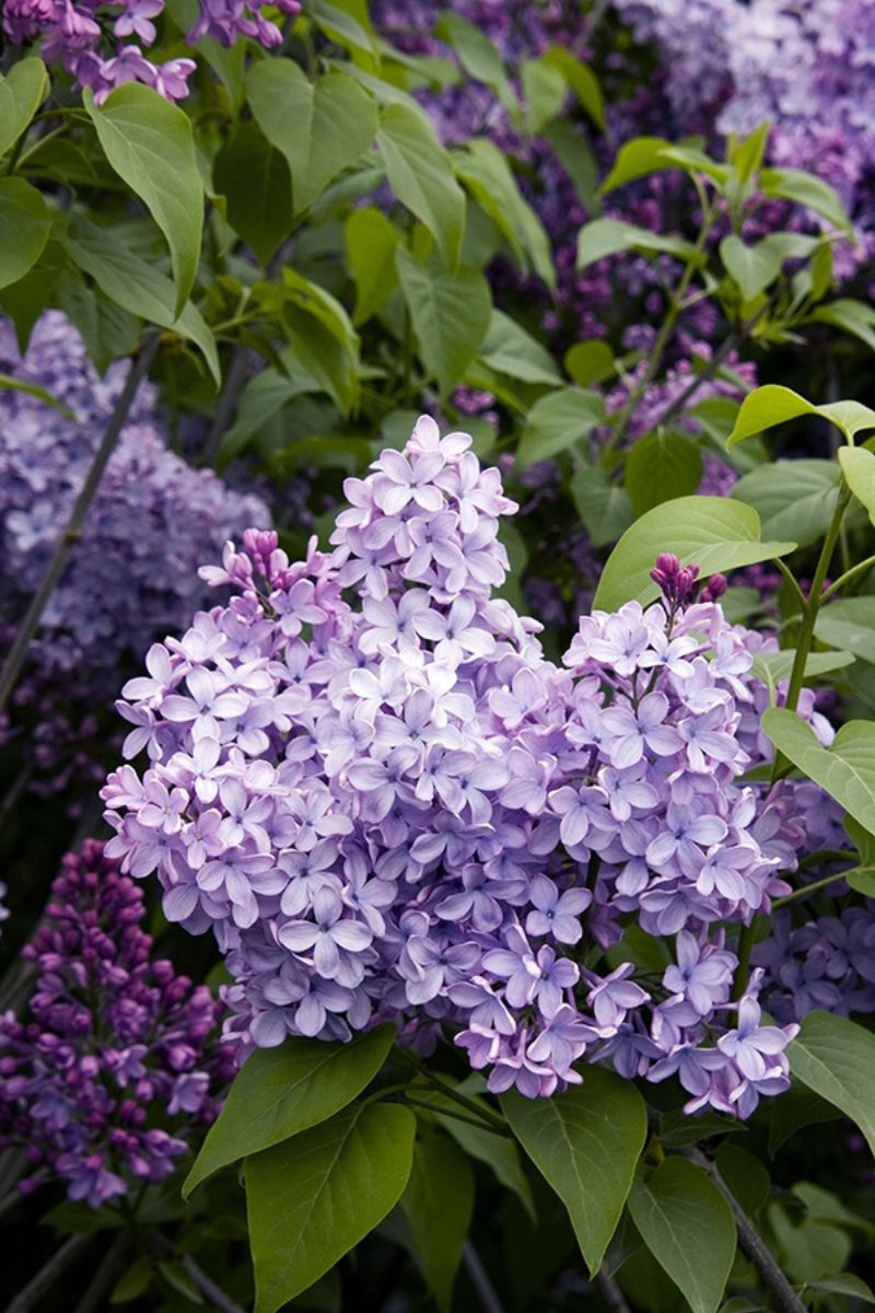 Lilac, Blue Skies