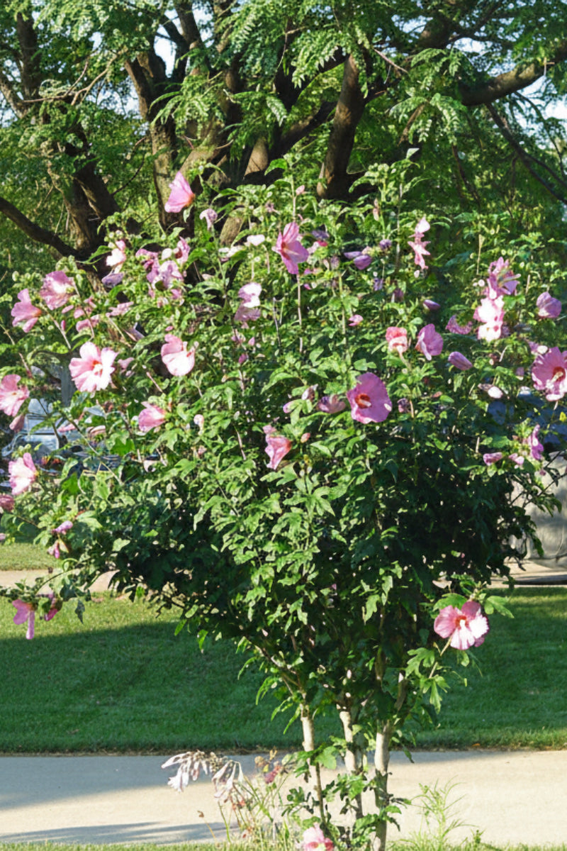 Rose Of Sharon,  Aphrodite