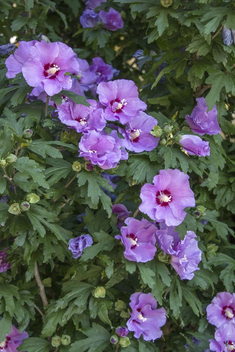 Rose Of Sharon, Minerva