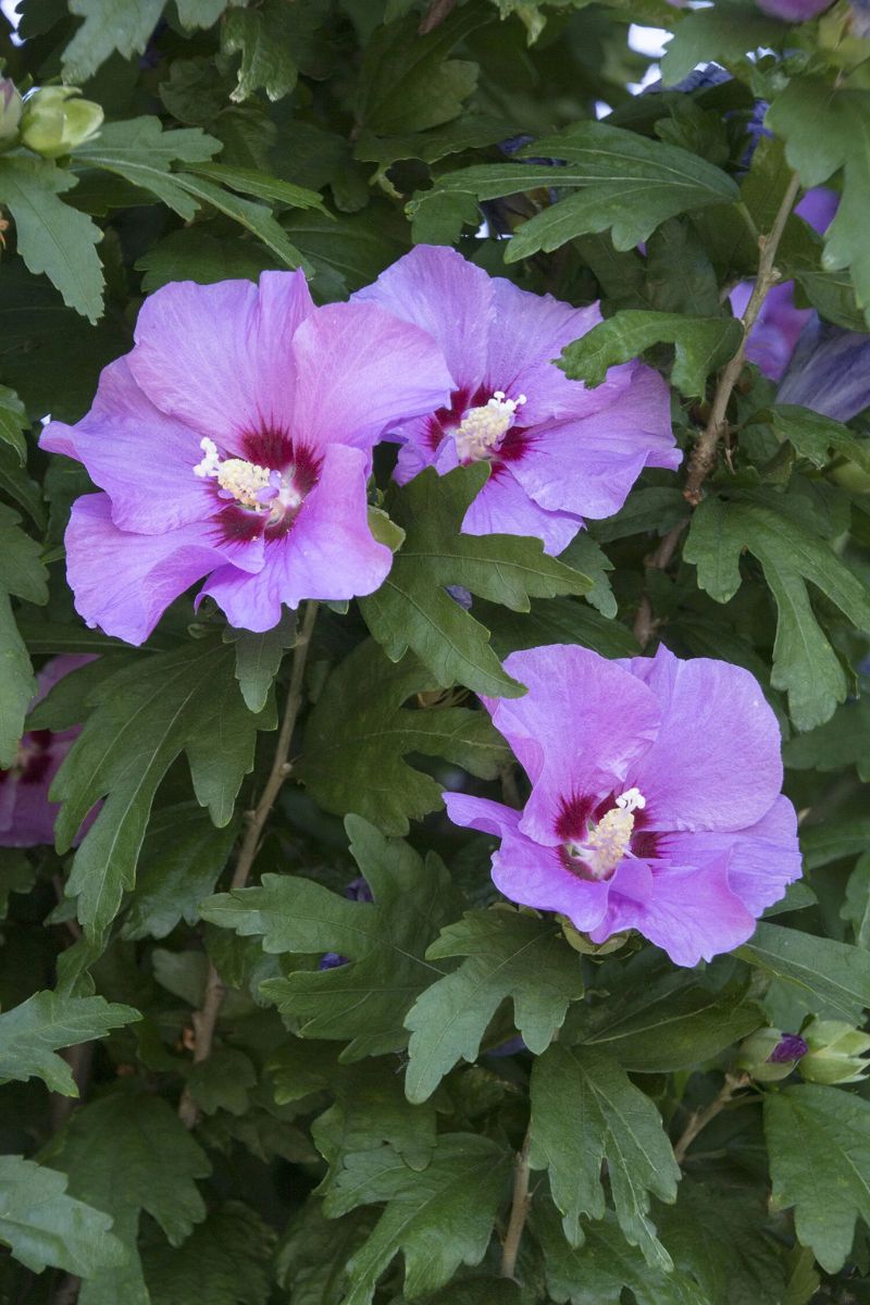 Rose Of Sharon, Minerva