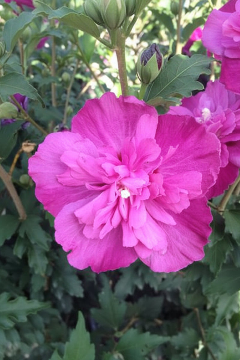 Rose Of Sharon, Peppermint Smoothie
