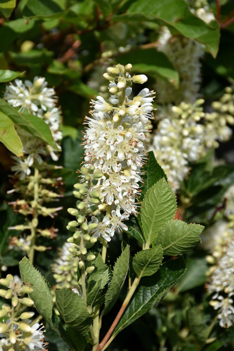 Clethra, Vanilla Spice