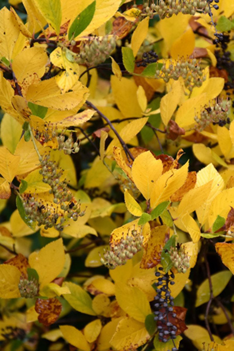 Clethra, Vanilla Spice