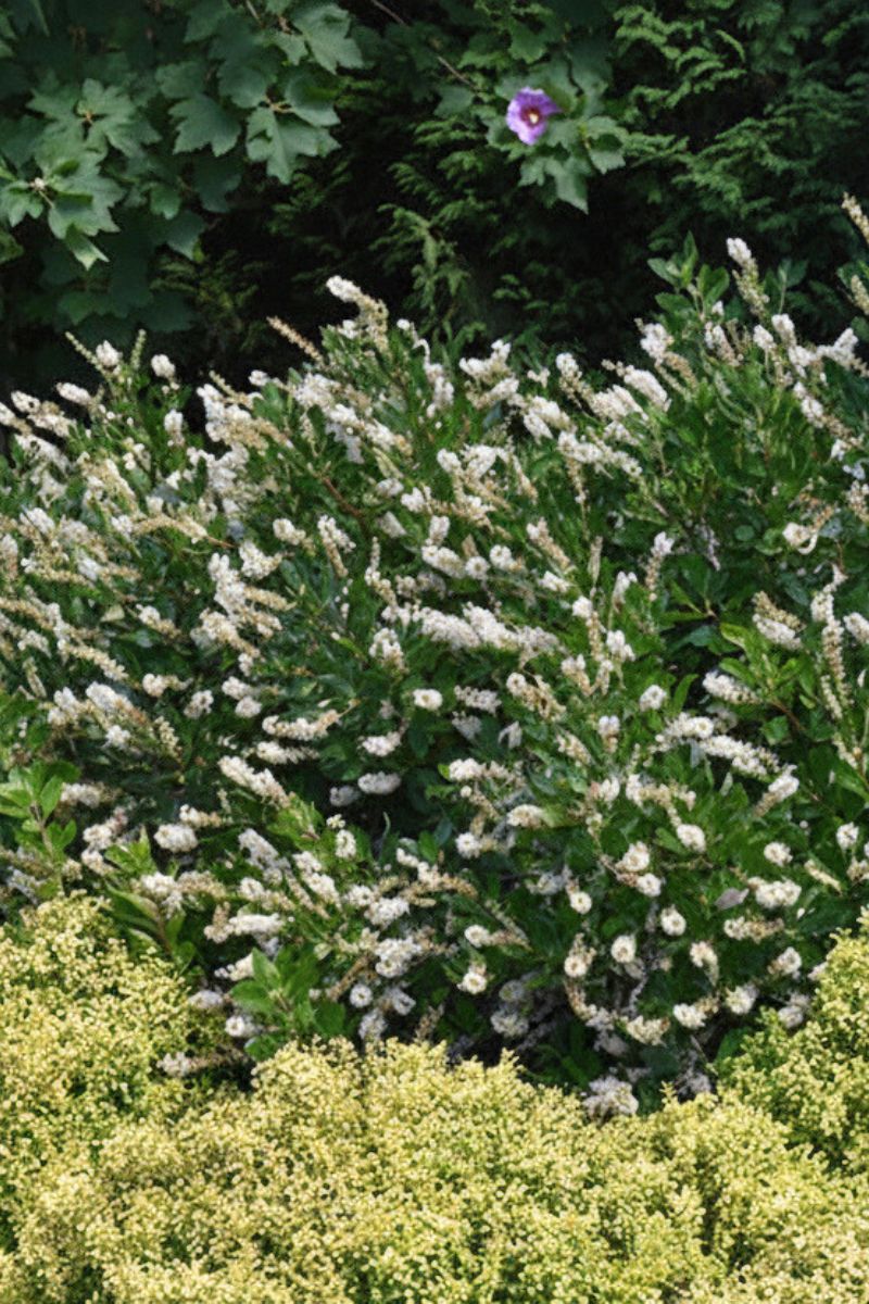 Clethra, Vanilla Spice