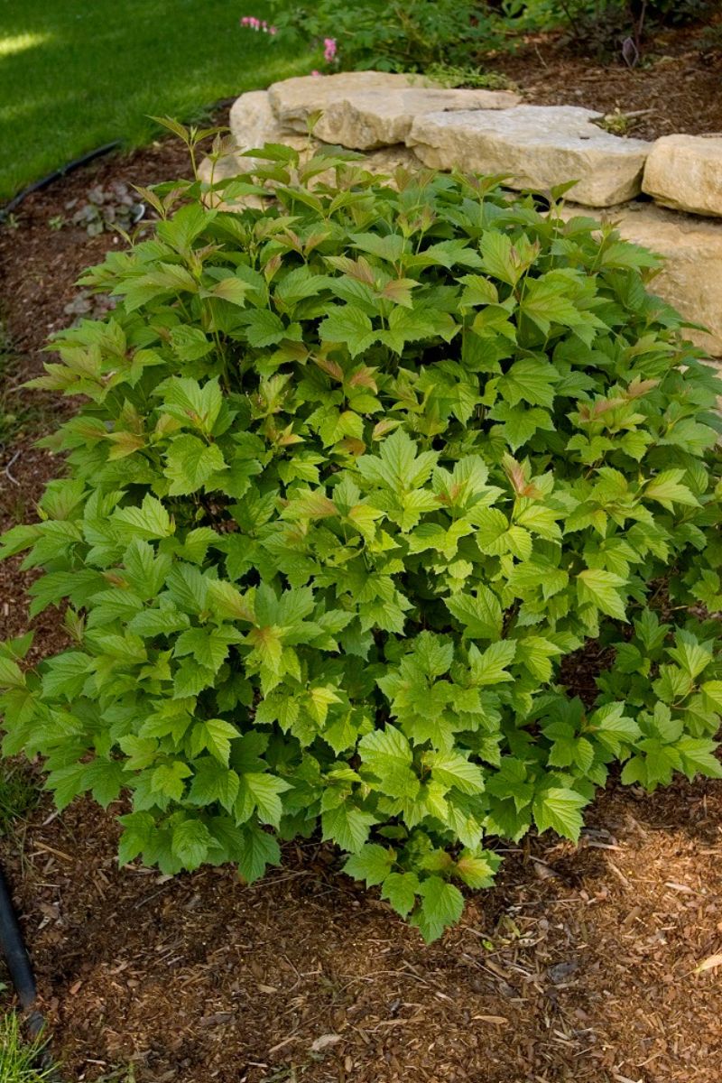 Viburnum, Cranberry Compact