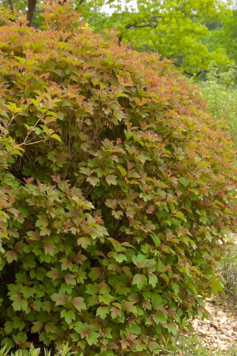 Viburnum, Cranberry Compact