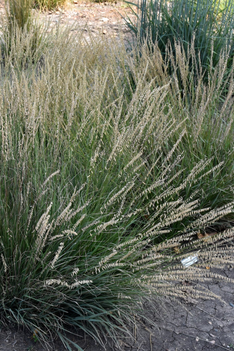 Grass, Side Oats Grama
