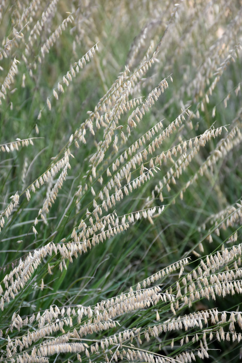 Grass, Side Oats Grama