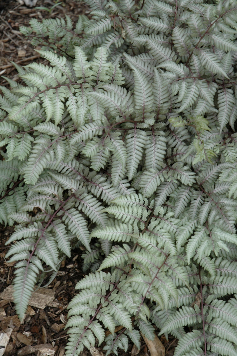 Japanese Painted Fern, Silver Falls