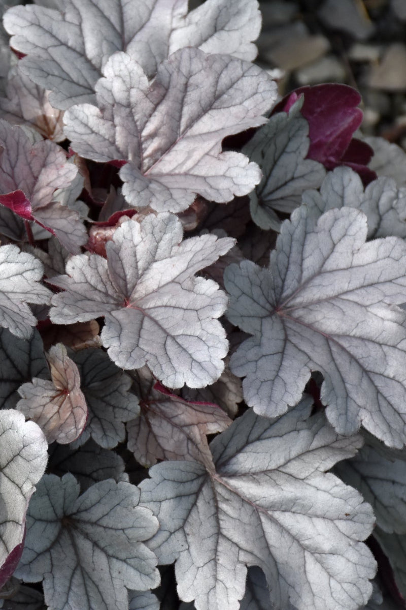Coral Bells, Silver Gumdrop