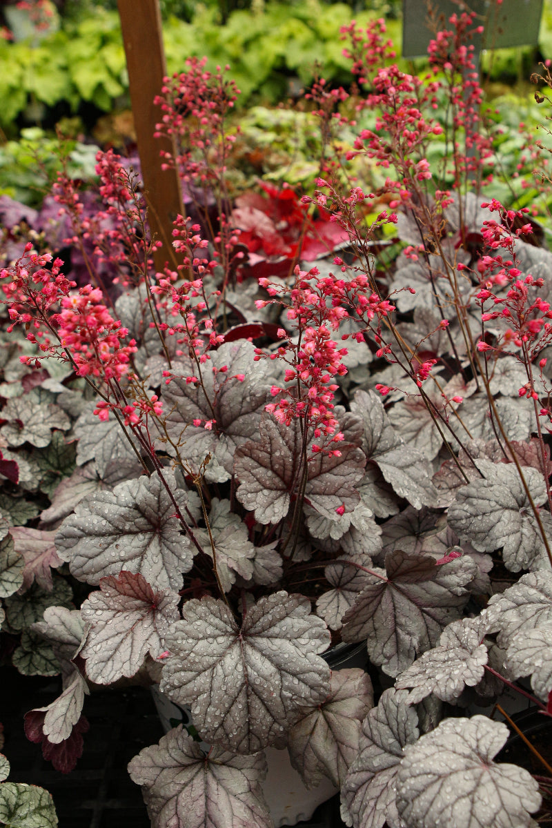 Coral Bells, Silver Gumdrop