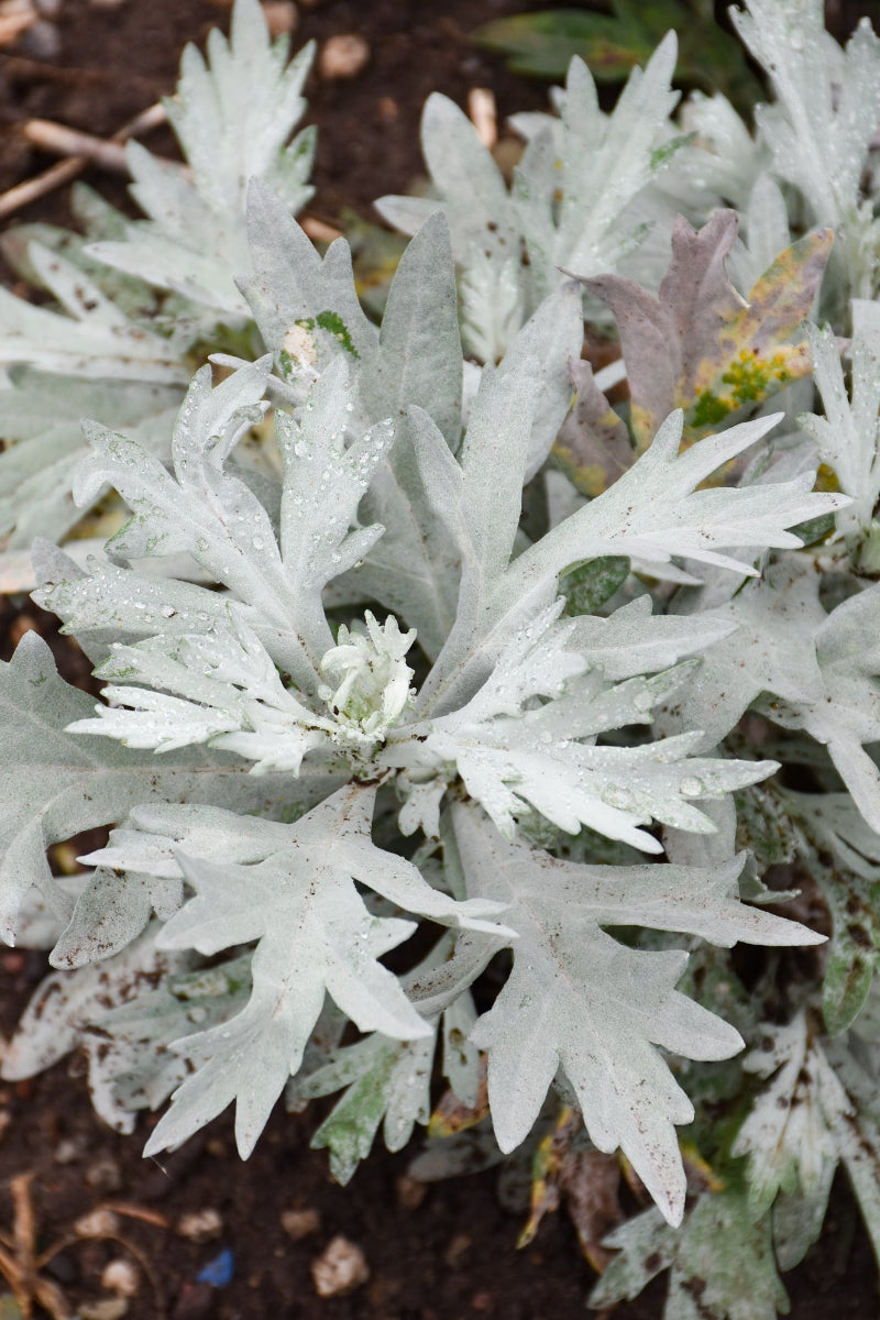 Artemisia, Silver Lining
