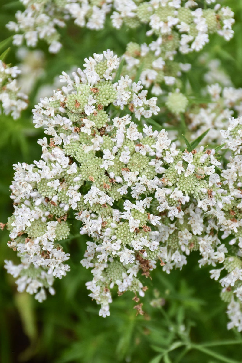 Slender Mountain Mint