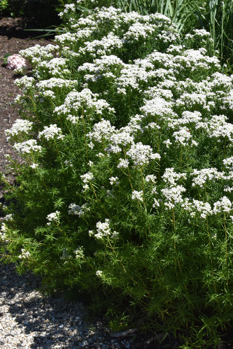 Slender Mountain Mint