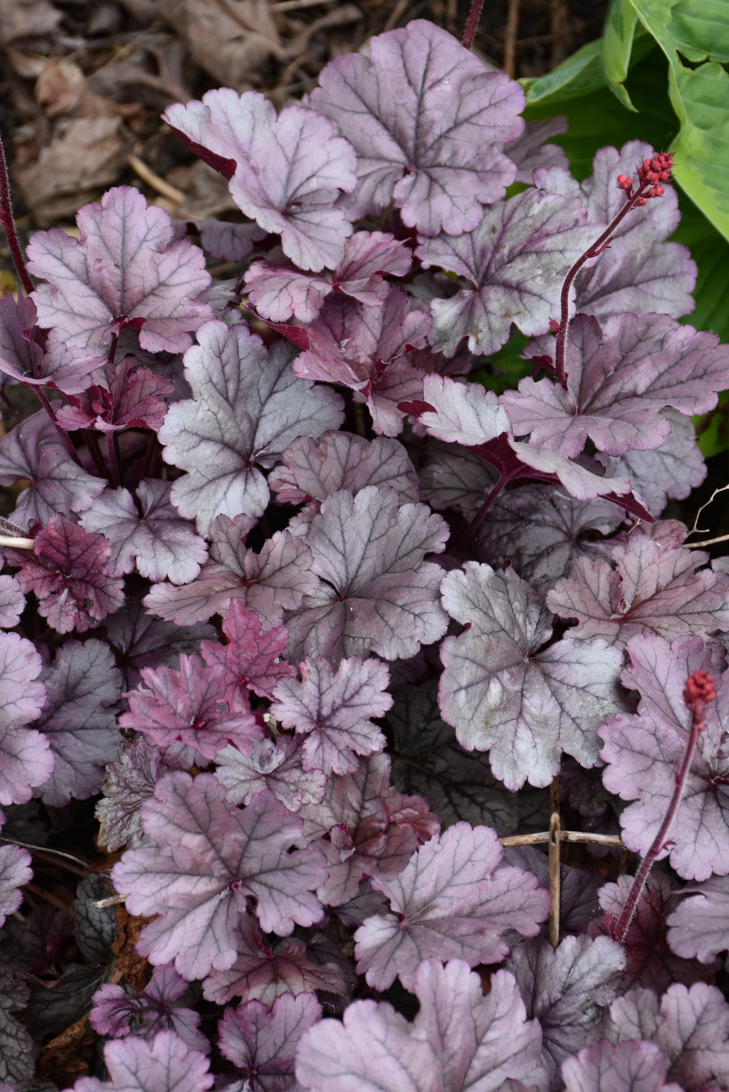 Coral Bells, Smoke and Mirrors