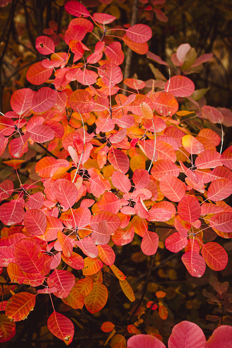Smokebush, Grace