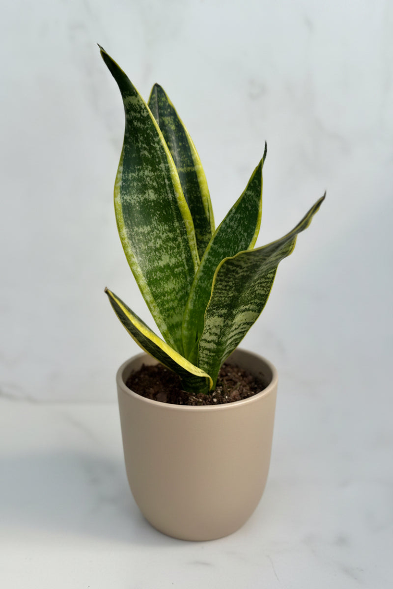 Snake Plant, Futura Superba 4"
