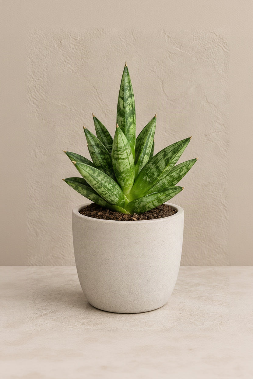 Snake Plant, Hedgehog 4"