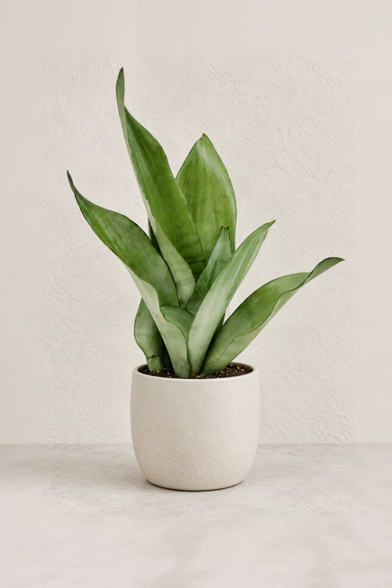 Snake Plant, Moonshine 4"