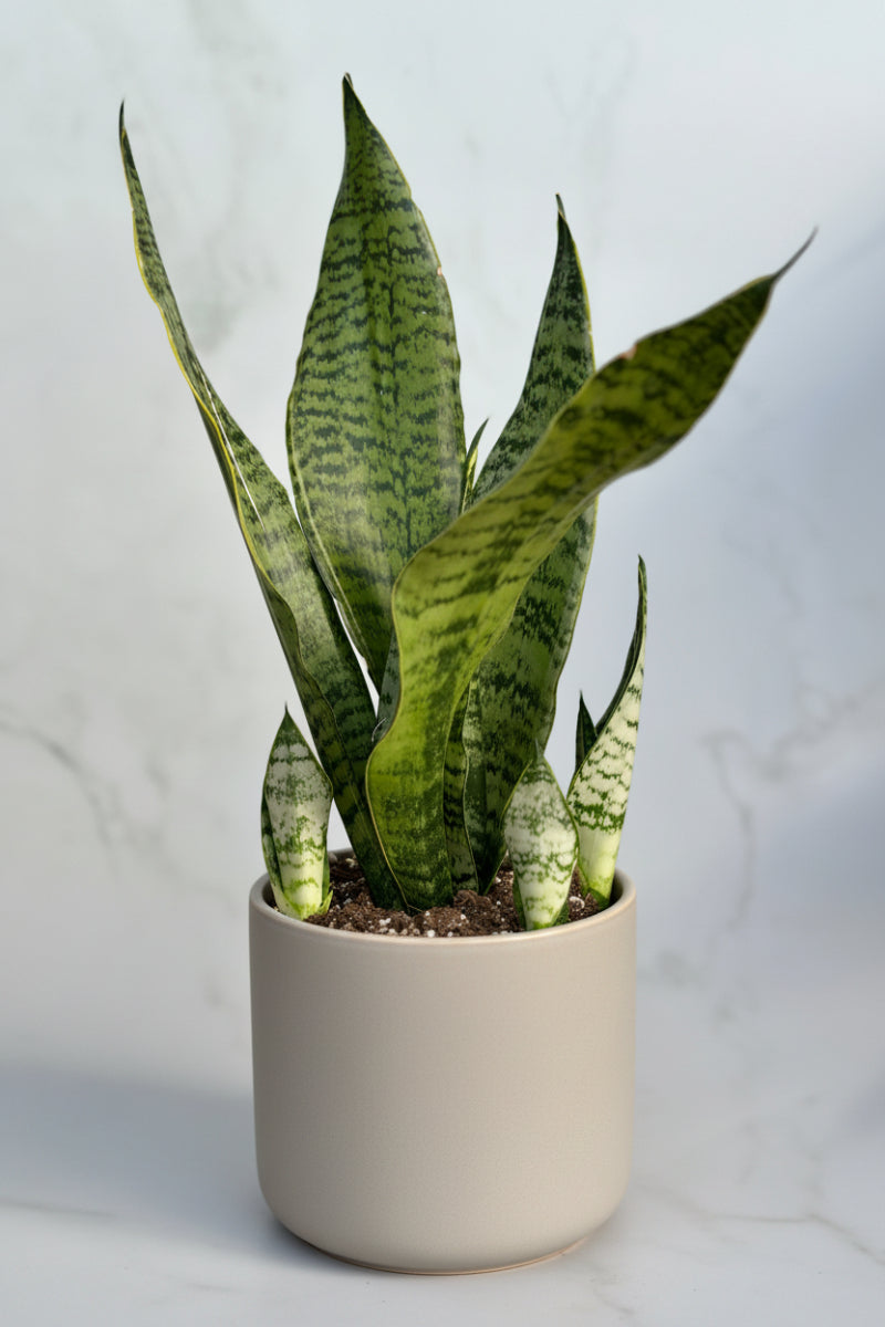 Snake Plant, Robusta 6"