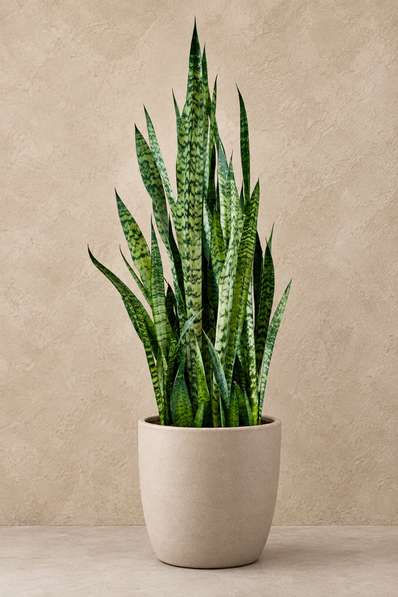 Snake Plant, Zeylanica 14"