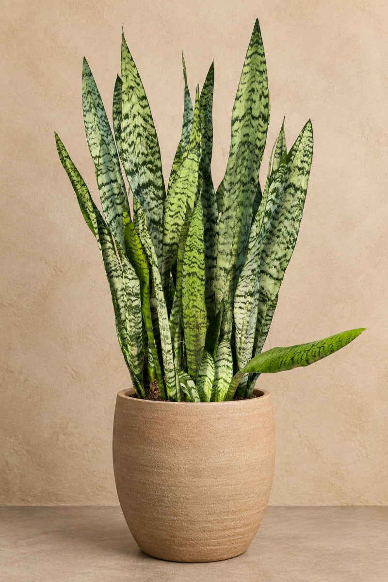 Snake Plant, Zeylanica 10"