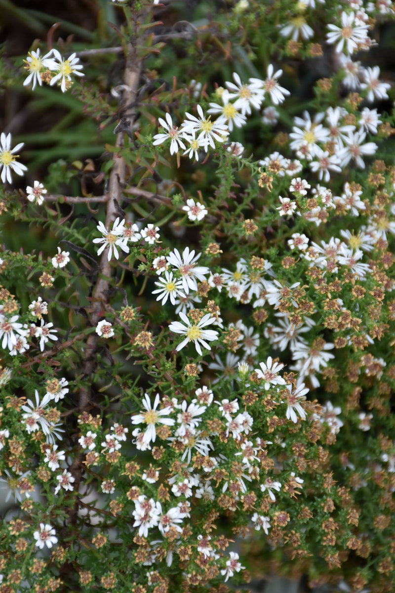 Aster, Snow Flurry