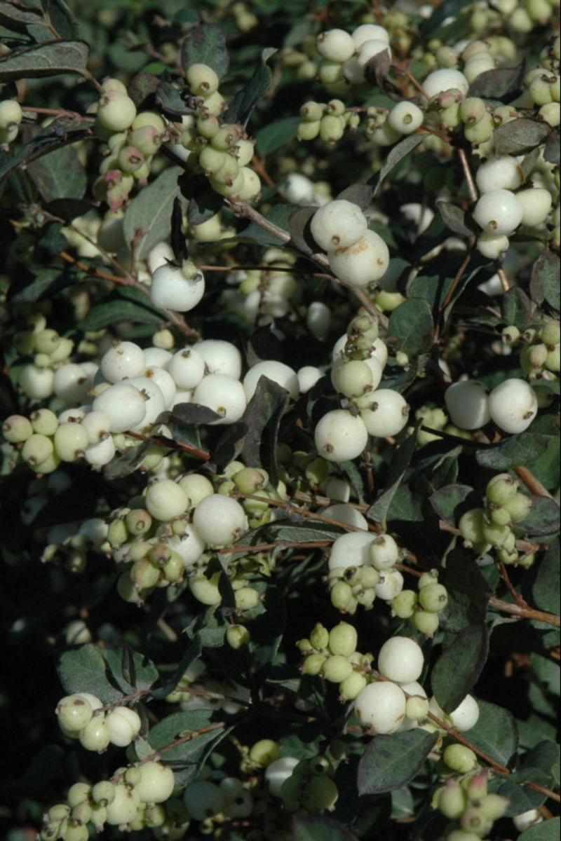 Snowberry, Galaxy