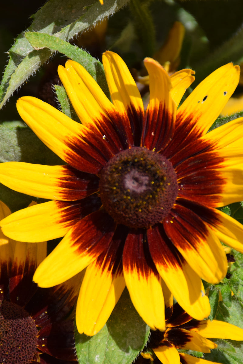 Black-Eyed Susan, Hirta Sonora