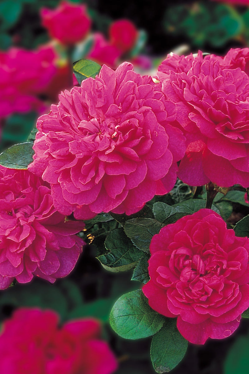Rose, Sophy's Rose