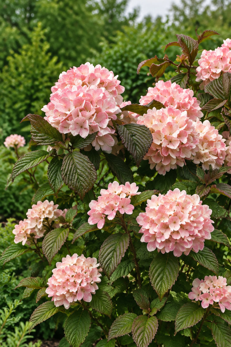Viburnum, Doublefile Sparkle Pink