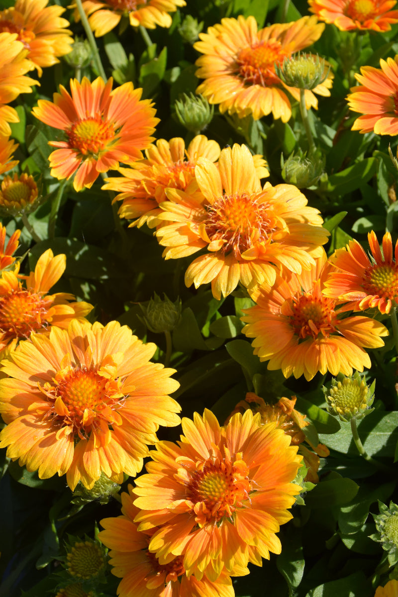 Gaillardia Spintop Mango