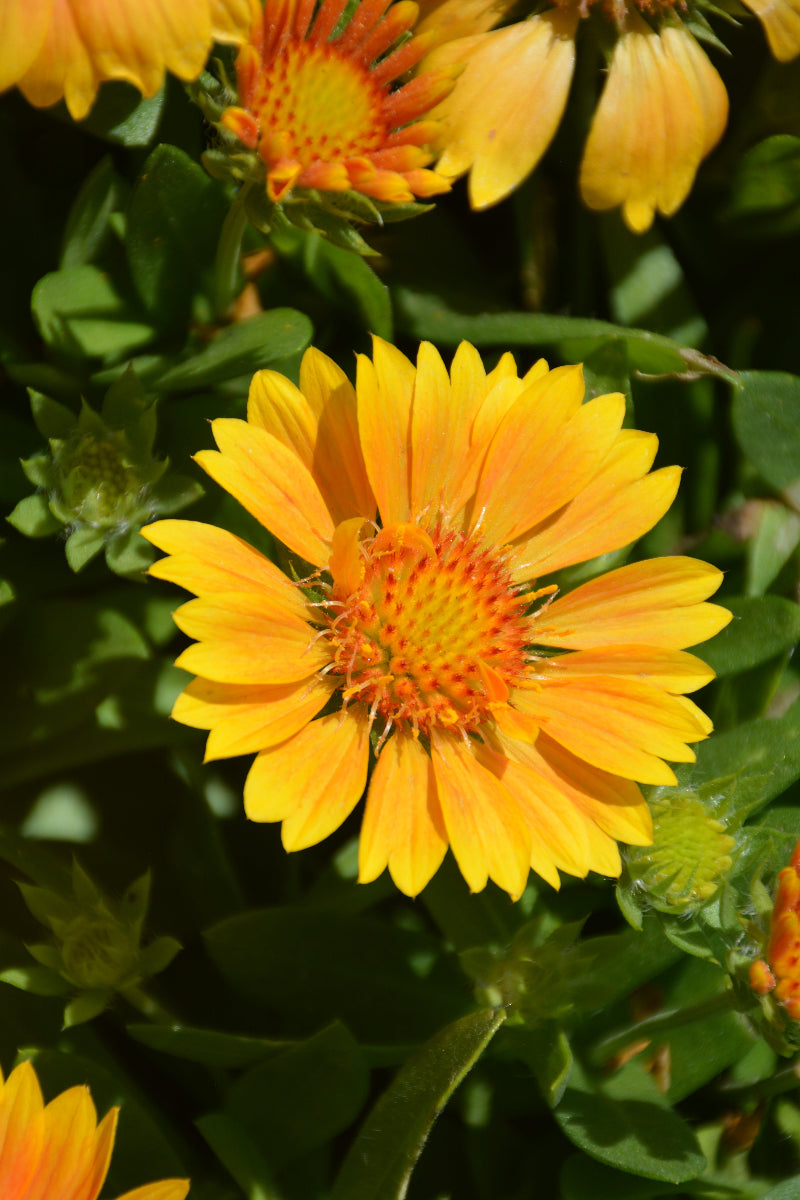 Gaillardia Spintop Mango
