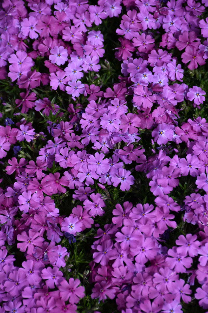 Phlox, Spring Purple