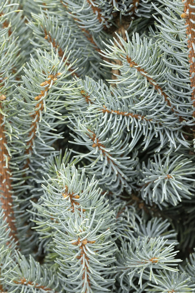 Spruce, Blue Fastigiate