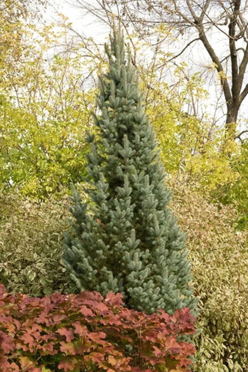Spruce, Blue Fastigiate