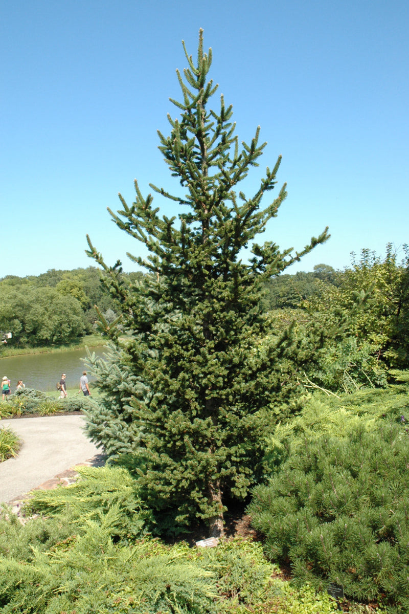 Spruce, Hillside Upright