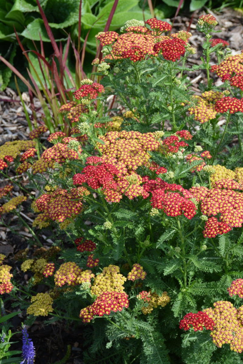 Yarrow, Strawberry Seduction