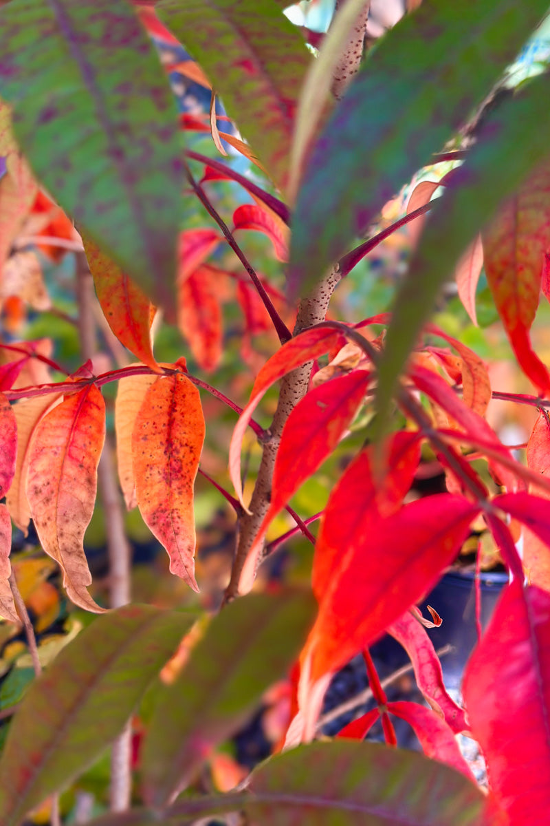 Sumac, Prairie Flame