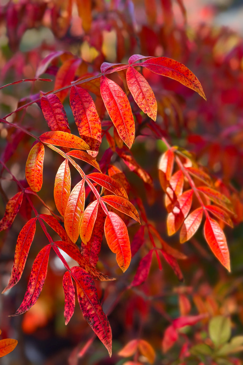 Sumac, Prairie Flame