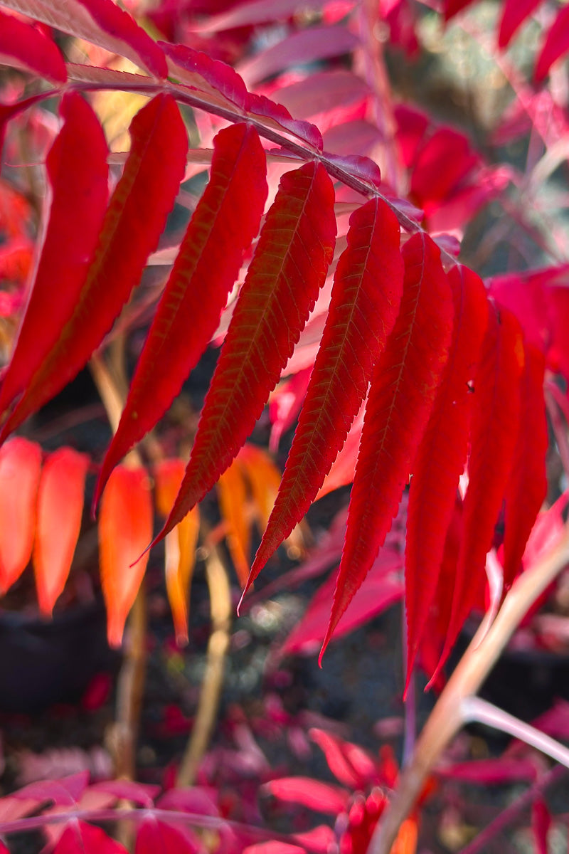 Sumac, Smooth