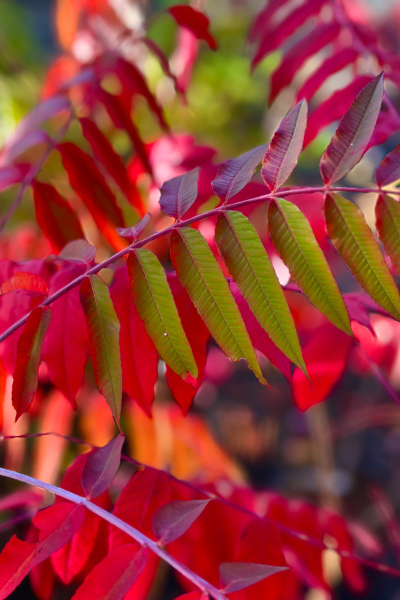 Sumac, Smooth