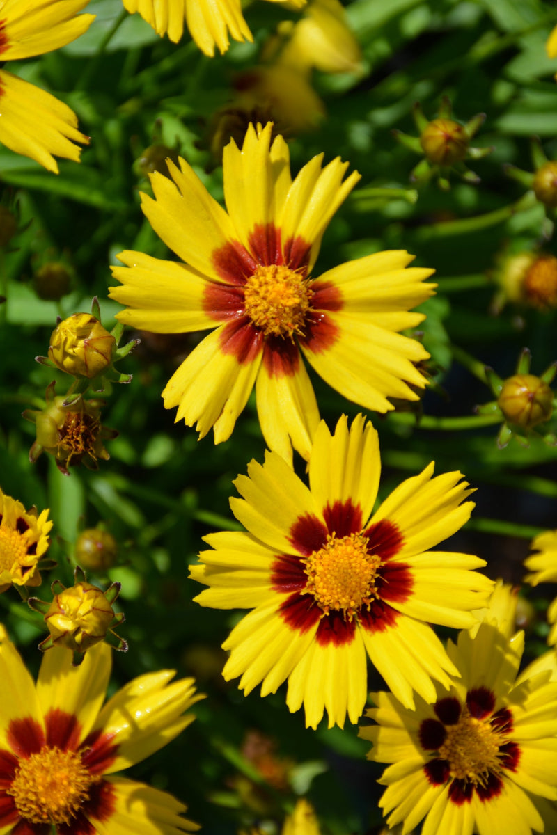 Coreopsis, Sun Kiss