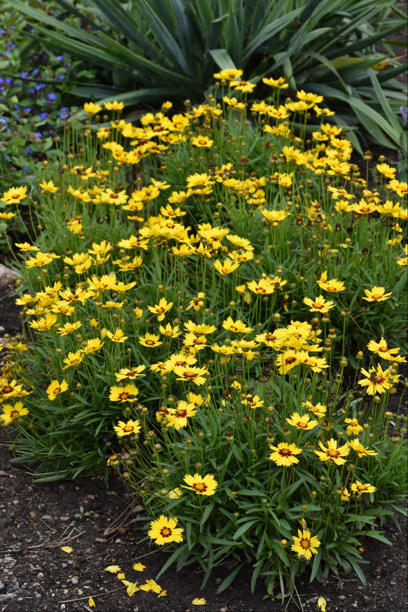 Coreopsis, Sun Kiss